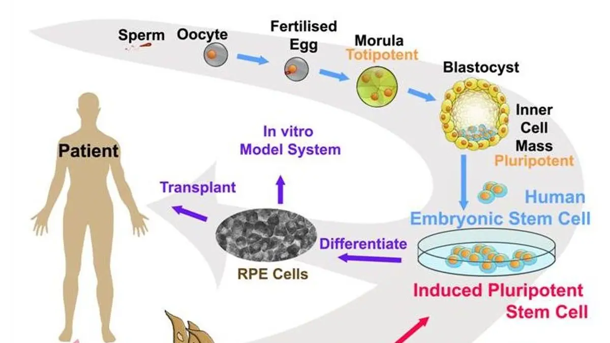 Wykres szczegółowo przedstawiający potencjalne zastosowania embrionalnych, dorosłych oraz indukowanych pluripotencjalnych komórek macierzystych w leczeniu medycznym