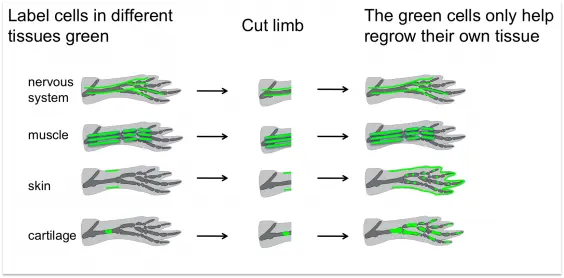 Diagram ilustrujący proces regeneracji w organizmie człowieka