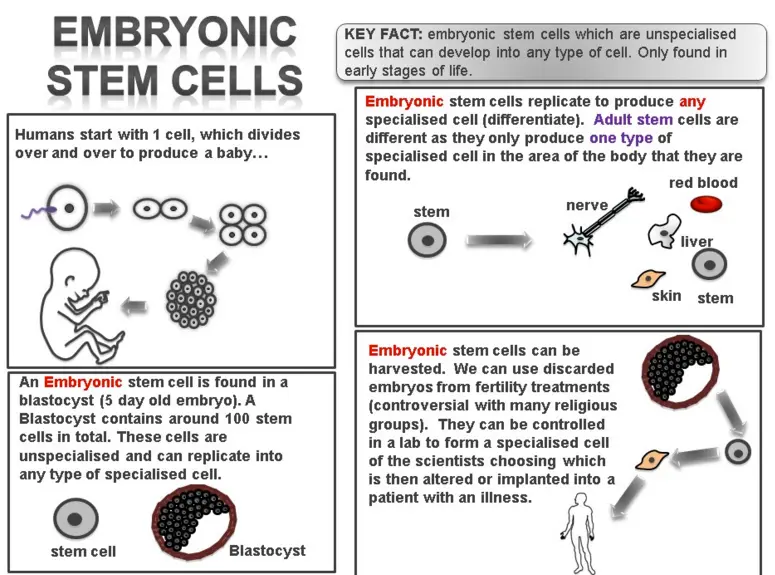 Diagram ilustrujący proces pozyskiwania embrionalnych komórek macierzystych oraz związane z tym obawy etyczne