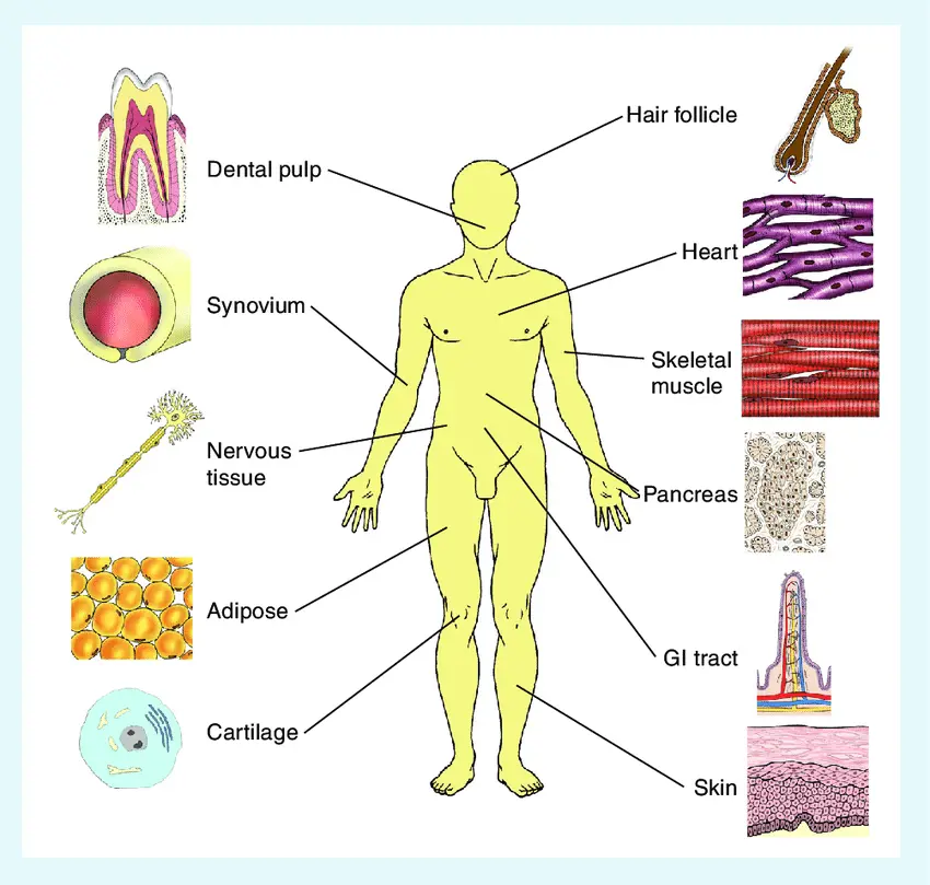 Diagram anatomiczny przedstawiający lokalizacje rezerwuarów komórek macierzystych w ludzkim ciele.