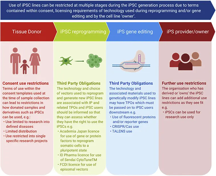 Infografika przedstawiająca potencjalne zastosowania iPSC w medycynie 