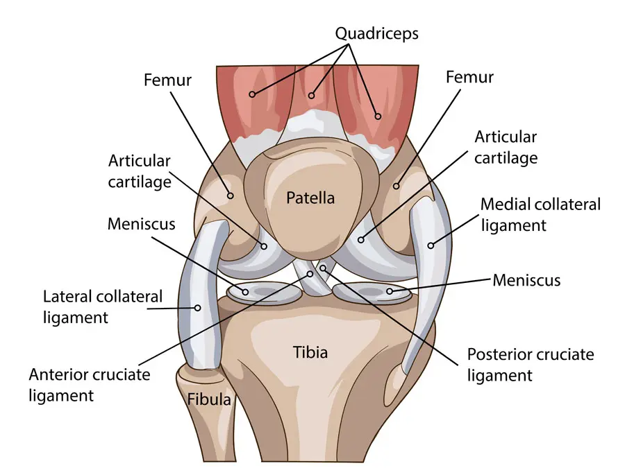 anatomia stawu kolanowego